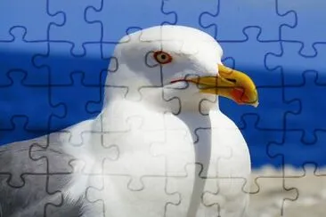Gaviota jigsaw puzzle