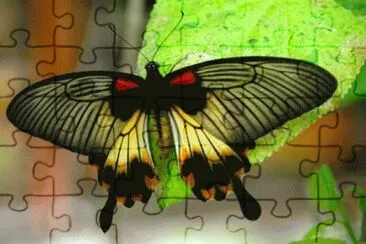 imagens-bonitas-para-facebook-206 jigsaw puzzle