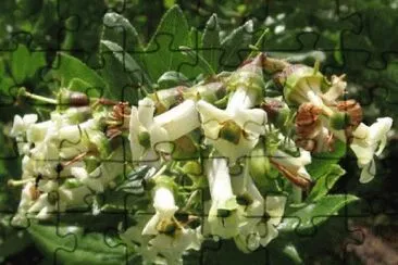 escallonia illinita jigsaw puzzle