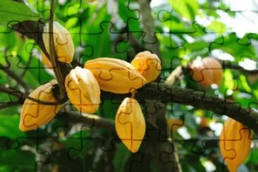 Cacau jigsaw puzzle