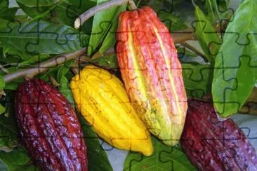Cacau jigsaw puzzle