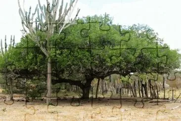 Umbuzeiro jigsaw puzzle