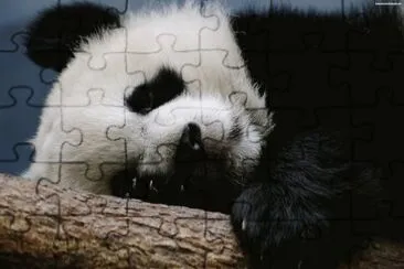 Panda jigsaw puzzle