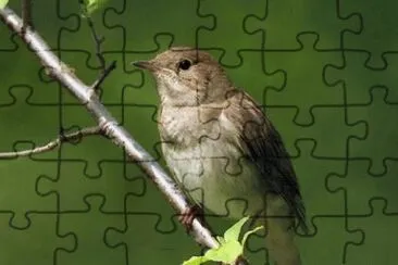 MARSU jigsaw puzzle
