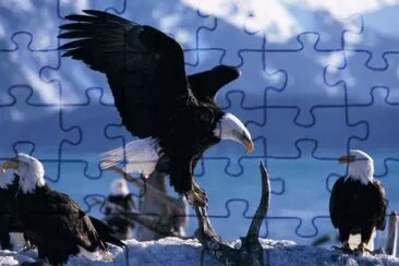 MARSU jigsaw puzzle