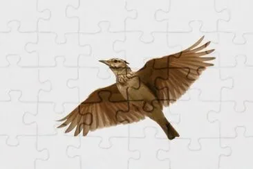 MARSU jigsaw puzzle