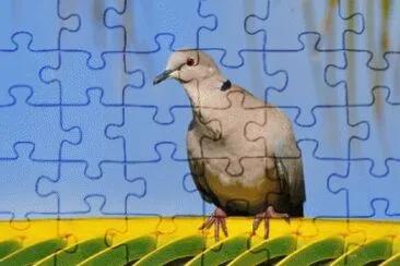 MARSU jigsaw puzzle