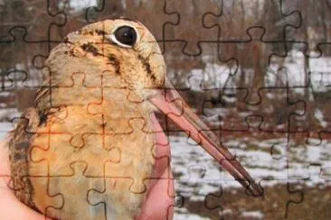 MARSU jigsaw puzzle
