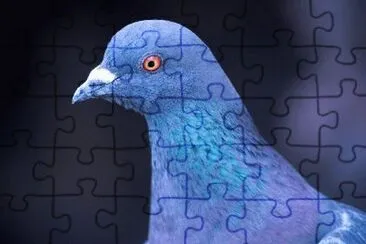 MARSU jigsaw puzzle