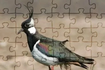 פאזל של MARSU