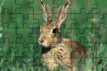 MARSU jigsaw puzzle