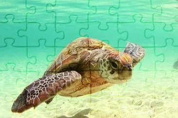 MARSU jigsaw puzzle