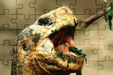 MARSU jigsaw puzzle