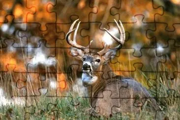 MARSU jigsaw puzzle
