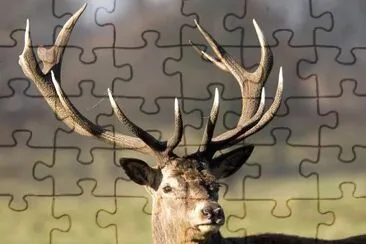 MARSU jigsaw puzzle