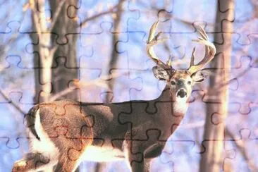 MARSU jigsaw puzzle