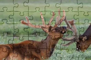MARSU jigsaw puzzle