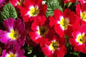 MARSU jigsaw puzzle