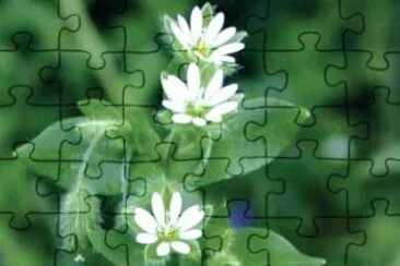  jigsaw puzzle