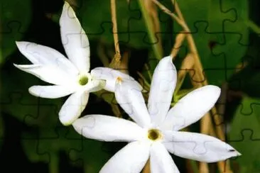 MARSU jigsaw puzzle