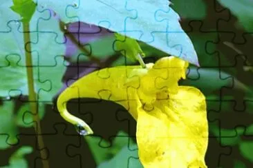 MARSU jigsaw puzzle