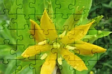 MARSU jigsaw puzzle