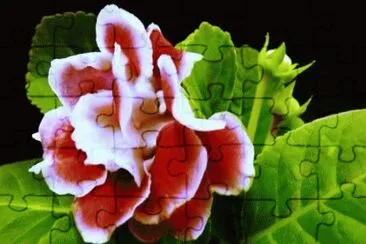 MARSU jigsaw puzzle
