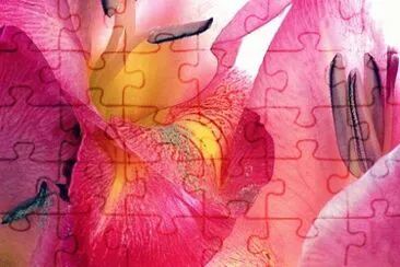 MARSU jigsaw puzzle
