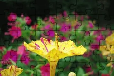 MARSU jigsaw puzzle