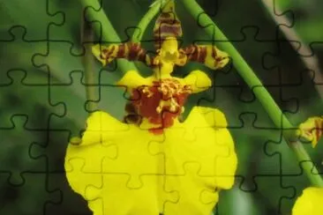 èŠ±
