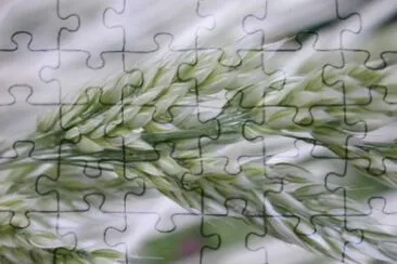 MARSU jigsaw puzzle