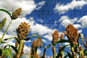 MARSU jigsaw puzzle