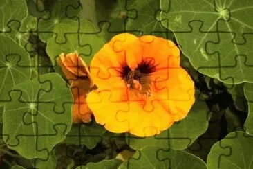 MARSU jigsaw puzzle
