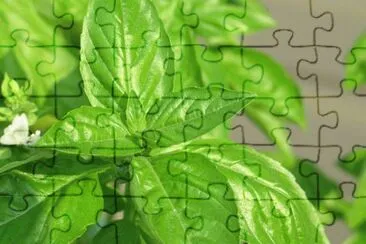 MARSU jigsaw puzzle