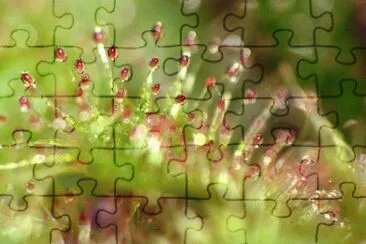 MARSU jigsaw puzzle
