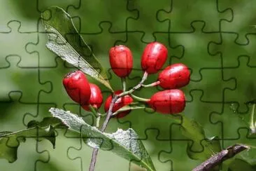 MARSU jigsaw puzzle