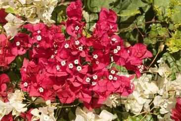 MARSU jigsaw puzzle