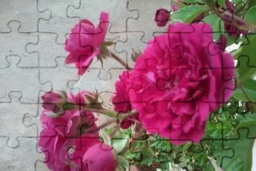 פאזל של Flowers