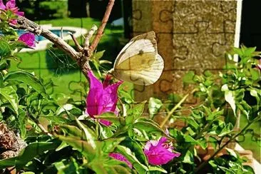 פאזל של Flores y mariposa