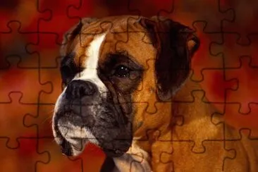 BOXER