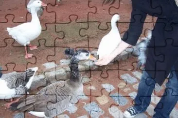 MARSU jigsaw puzzle