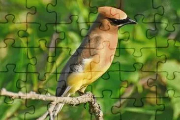 MARSU jigsaw puzzle