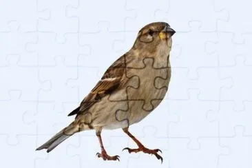 MARSU jigsaw puzzle