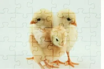 MARSU jigsaw puzzle