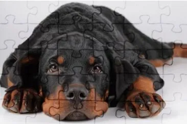 MARSU jigsaw puzzle