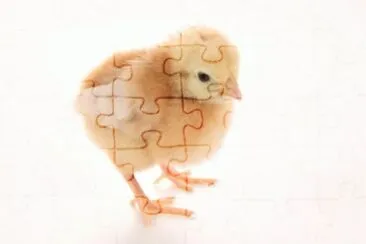 MARSU jigsaw puzzle