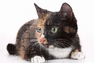 MARSU jigsaw puzzle