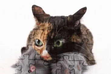 MARSU jigsaw puzzle