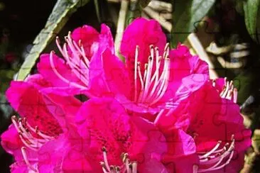 Red Rhodedendron jigsaw puzzle