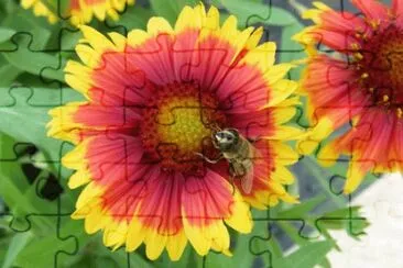 Fly and Flower jigsaw puzzle